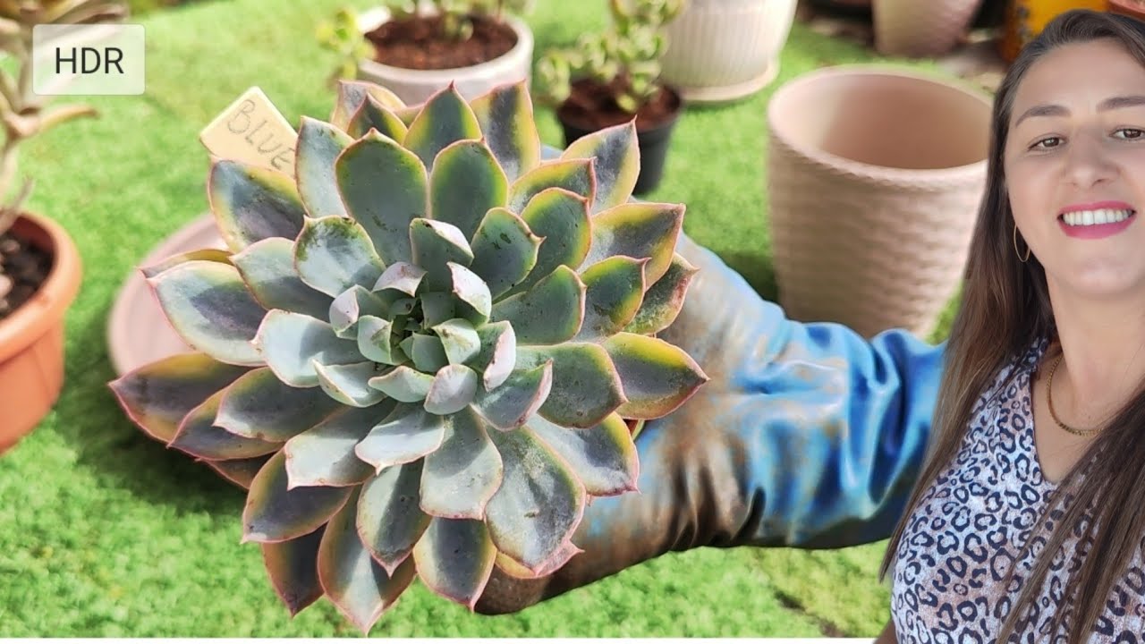 Replante de Suculentas 🌵 + Identificação de Cada Espécie. @JoBelaFlor 
