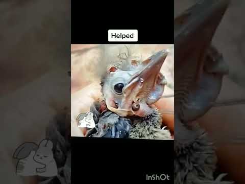 فيديو: أي الطيور تأكل اليرقات؟