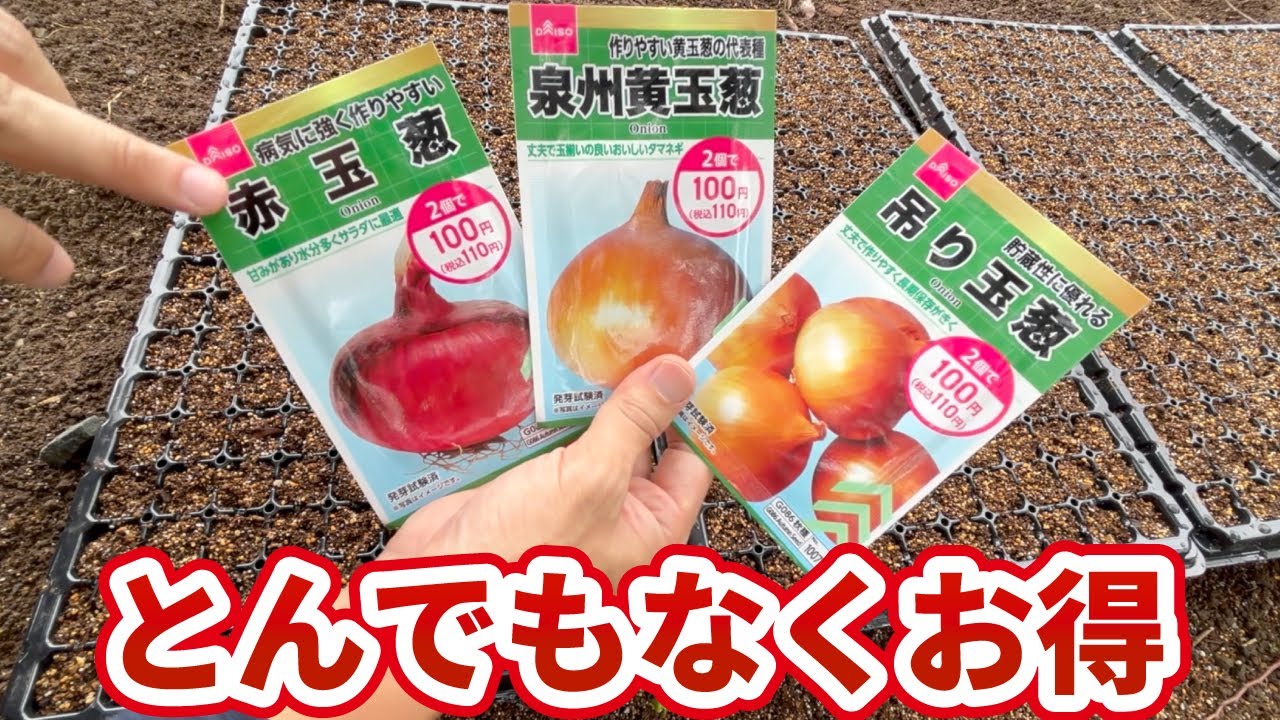 【ダイソー玉ねぎ】絶対、買って種まきして！とんでもなくお得です！