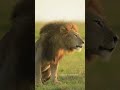 African lion roar  masai mara  animal behaviour  nikon d5 nikon 500mm f4 natgeowild bbcearth