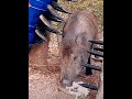В клочья Охота на кабана ручным капканом Shorts