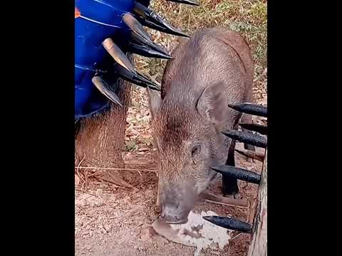 В клочья Охота на кабана ручным капканом Shorts