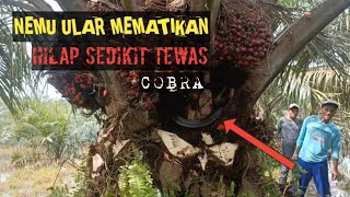 Berbahanya Panen Sawit Buah Lebat/Besar Resikonya