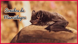 Sonidos De Murciélagos 30 Minutos