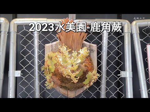 水美園2023-鹿角蕨篇，Agricgarden plants market- Staghorn Fern