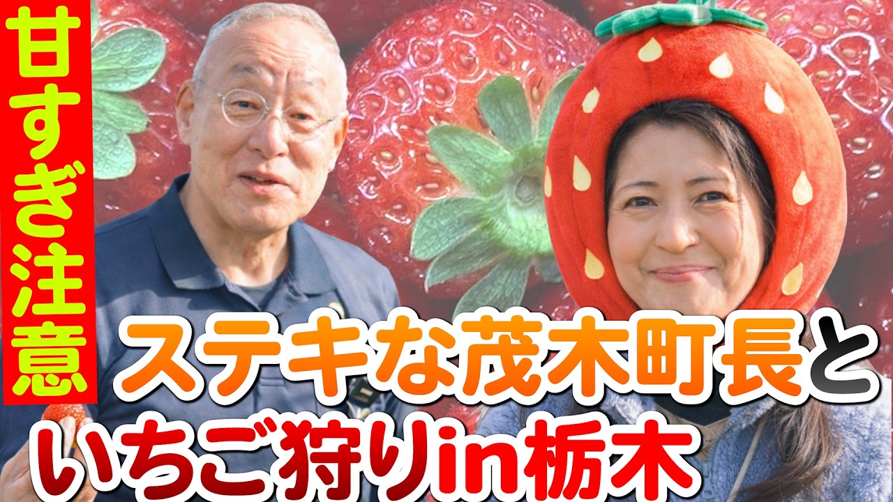 【甘すぎ注意】栃木県茂木町長と完熟いちご狩り🍓若者が挑む農園と地域再生の現場 古口達也栃木県茂木町長×上野みちこ参議院議員　#いちご#農家