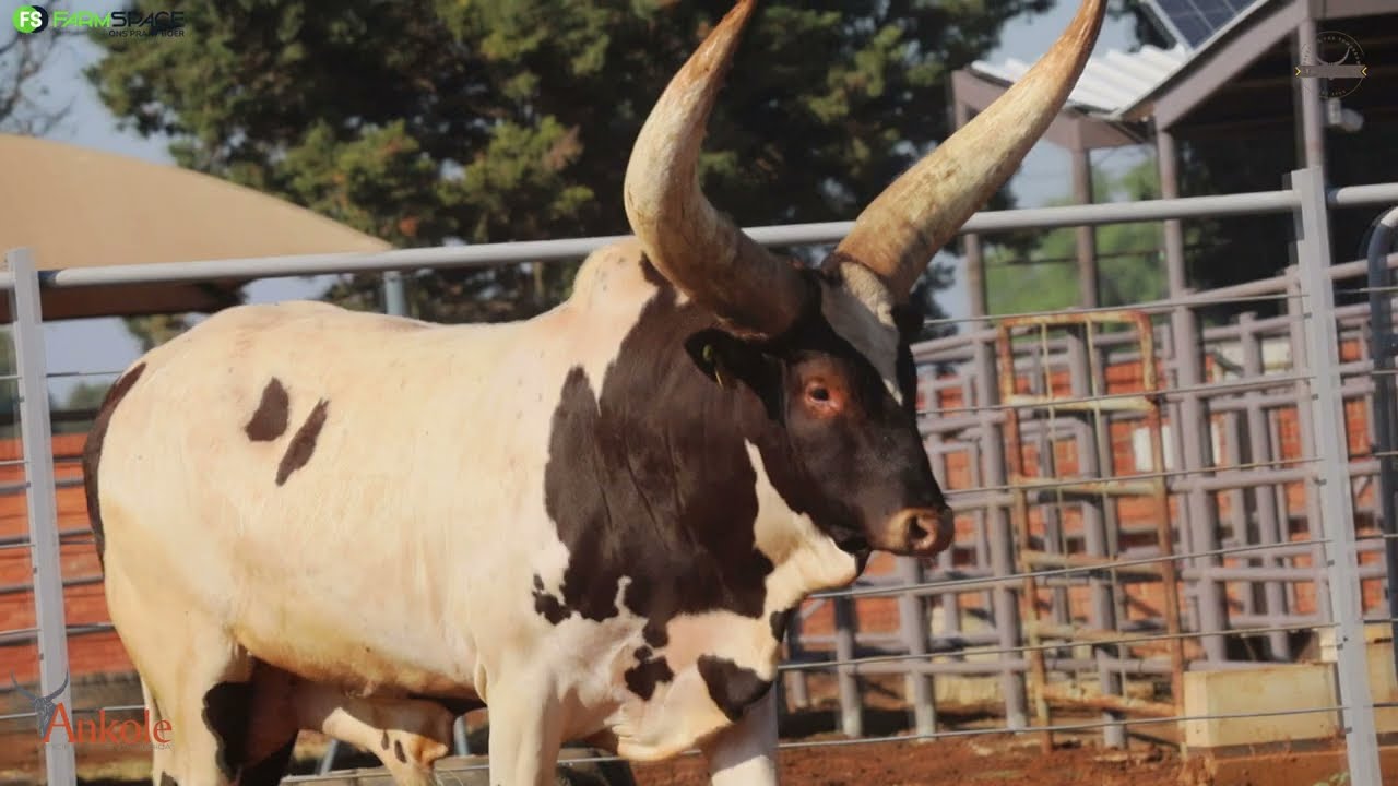 Jolankole proudly presents Lot 46, Semen straws from LU 19-02 | Vice President