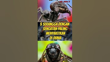 5 serangga dengan sengatan paling menyakitkan di dunia#animals#amazon#faktamenarik#faktaunik