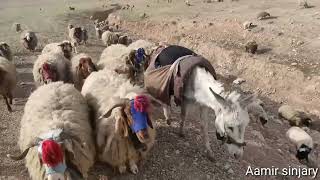 الاغنام مرياع حمار كلاب طليان خروف مطافيل مزرعة ماعز تيس صرح الغنم sheep Iraq shingall Folkloreراعي