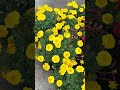 The Colorful Flowers so Beautiful My Friends!