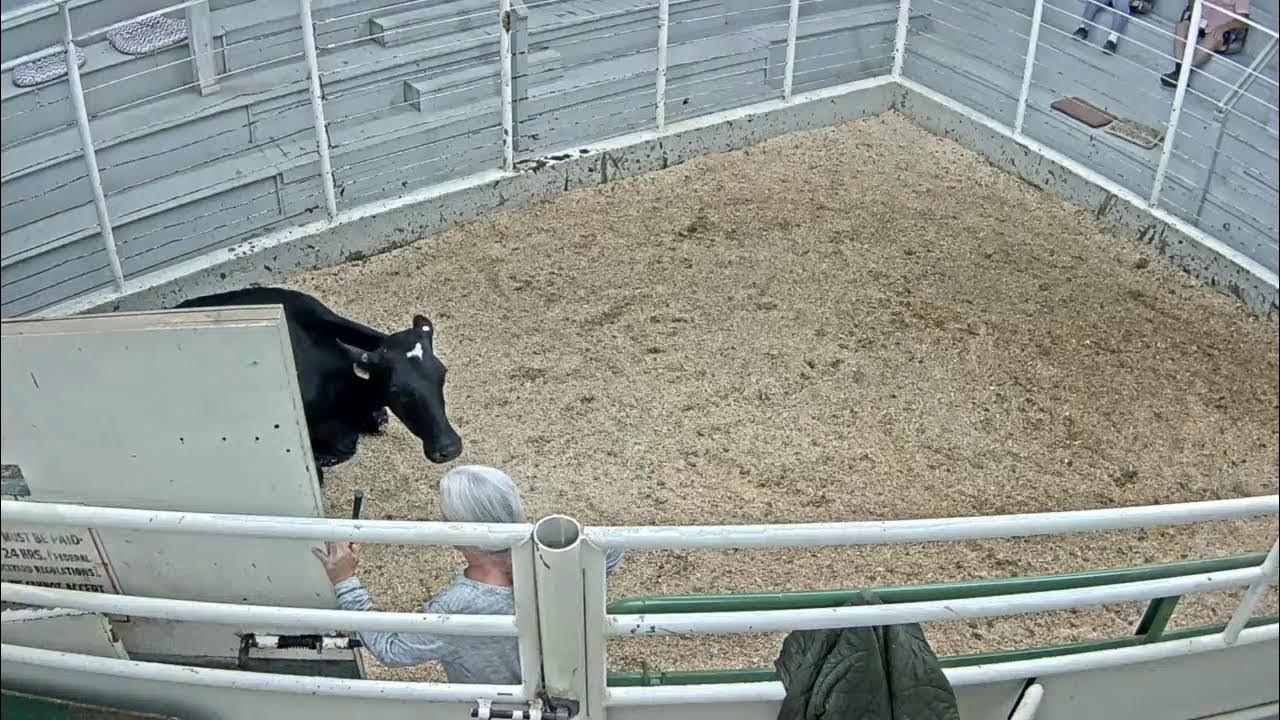 Everson Auction Market Live Stream 9/15/2021 YouTube