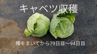 キャベツ＃5　種をまいてから７９日目～９４日目