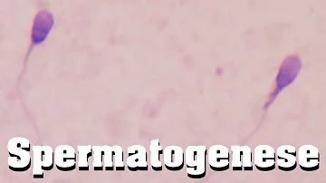 Wann endet die Spermatogenese?