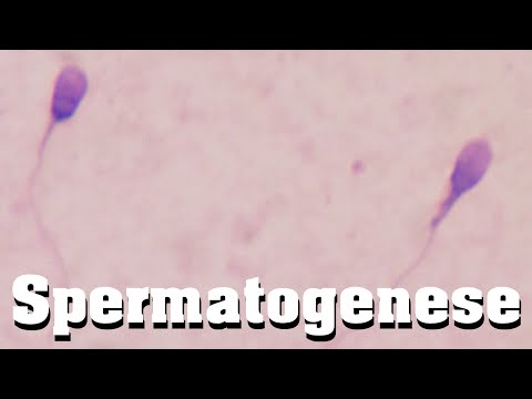 Spermatogenese schnell erklärt