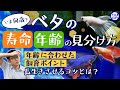 【今何歳？】ベタの寿命と年齢の見分け方！年齢に合わせた飼育のポイントも解説します！
