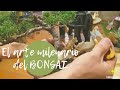 El arte milenario del BONSAI, cuidados, riego, estilos y mas. Loja - Ecuador / Turistiando593.