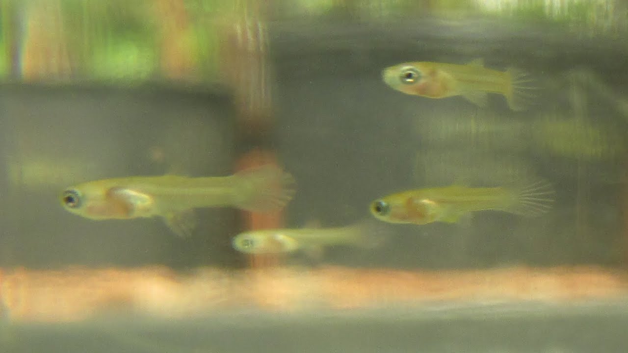 How To Take Care Of Baby Guppies?