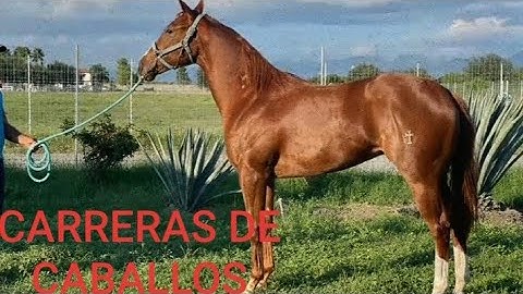 Potrillos de carreras en venta en texas