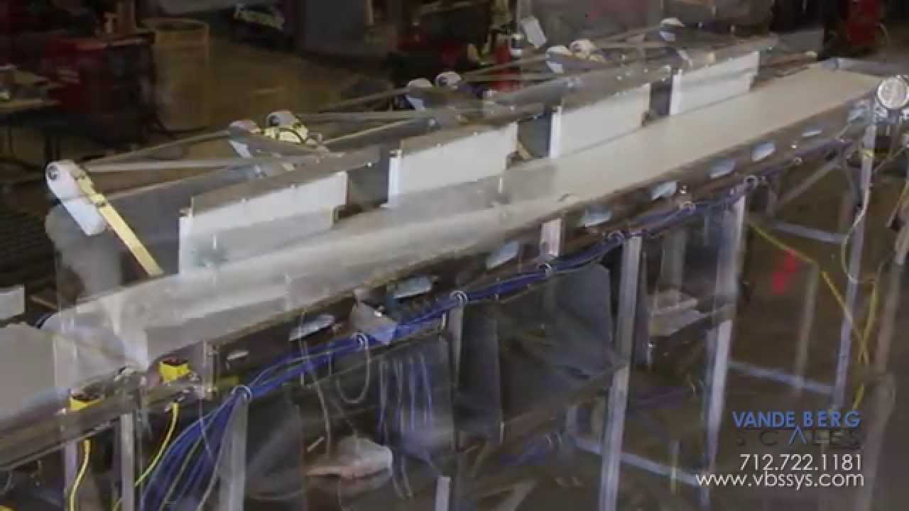 Spare Rib Sortation System