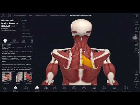 กล้ามเนื้อคอ ชั้นลึก กลาง ตื้น  ของ cervical spine anatomy part v