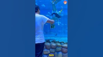 Nàng tiên cá dính bẫy