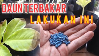 DAUN MENGUNING PADA TANAMAN (PORANG)