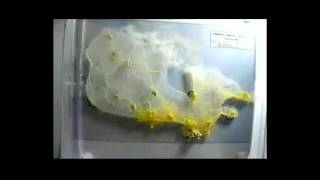 Dr. Selim Akl On Ckws