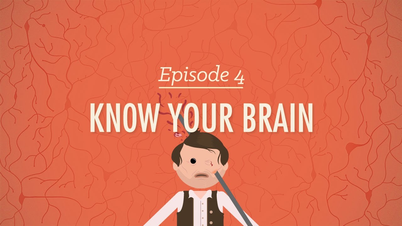 ⁣Meet Your Master - Getting to Know Your Brain: Crash Course Psychology #4