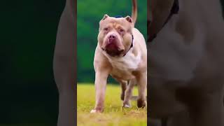 Russian Danger Pitbull Dog