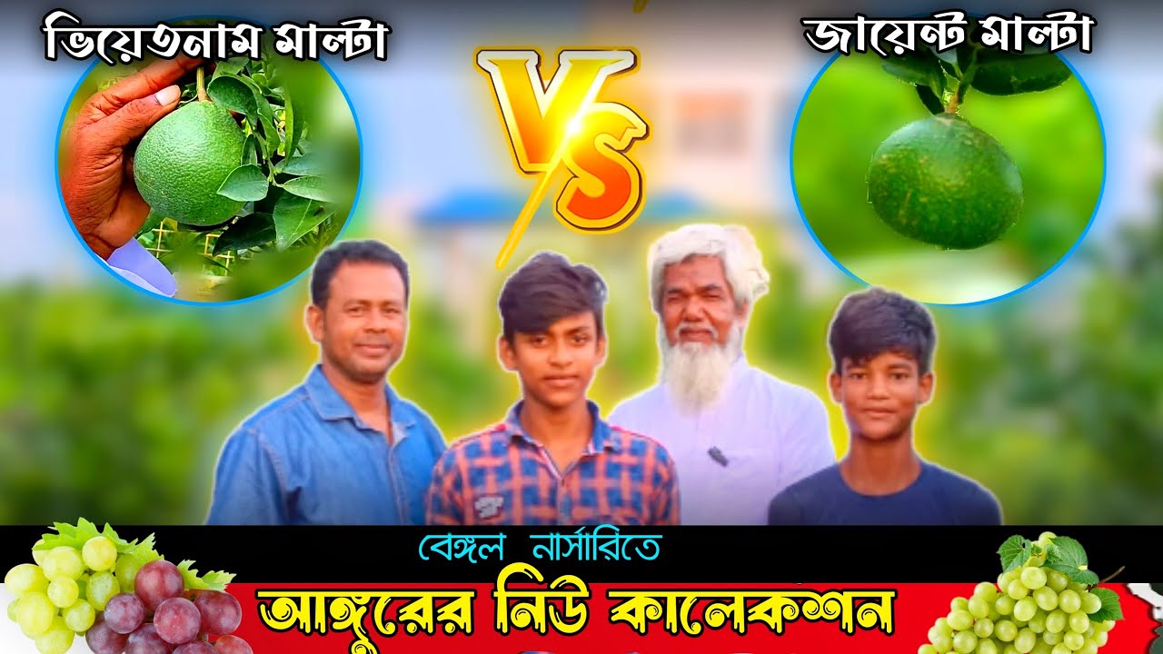 বেঙ্গল নার্সারি ডোমকল || Viyetnam Malta vs jayent malta  আঙ্গুরের নতুন কালেকশন ||