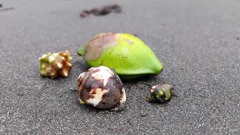 How Do Hermit Crabs Get Their Shells?