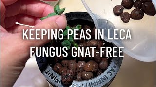 Keeping Fungus Gnats Out of Peas in LECA