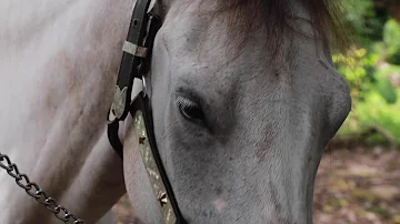 ¿Los caballos tienen alguna vez los ojos azules?