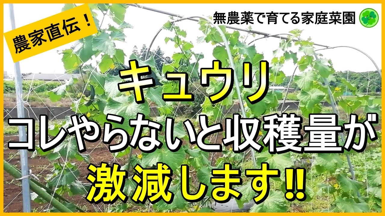 Cucumber cultivation] Explanation of how to pinch off the main