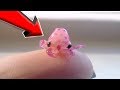 10 CUTE Animals That Can KILL YOU!