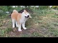 Малыши Акита Ину❤ #akita #akitainu  #akitaлюбовьмоя #акитаину #акита_ину #продажащенков #akitaworld