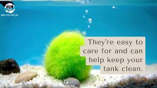 Marimo Moss Balls The Perfect Pet For Your Nano Aquarium