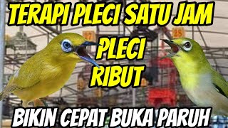suara  pleci ribut || perangsang bunyi pleci bahan bisu agar langsung ngalas buka paruh