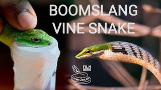 Deadly venomous snakes of Africa - Boomslang and vine snakes or twig snakes, venom extraction