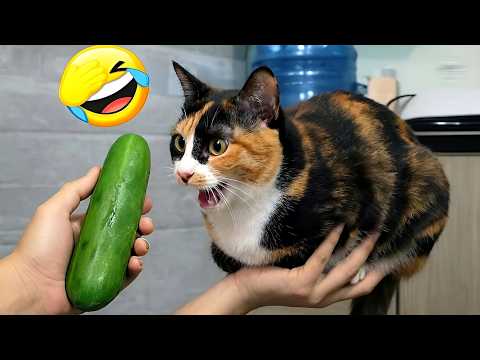 Try Not to Laugh🤣😅Funny Dogs & Cats Videos 2026😻🐶 Part 2
