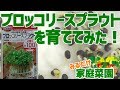 みるだけ家庭菜園・ブロッコリースプラウト（ダイソー様）を種から育ててみた・夏休みに☆かいわれ大根みたい