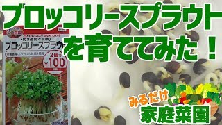 みるだけ家庭菜園 ブロッコリースプラウト ダイソー様 を種から育ててみた 夏休みに かいわれ大根みたい Youtube