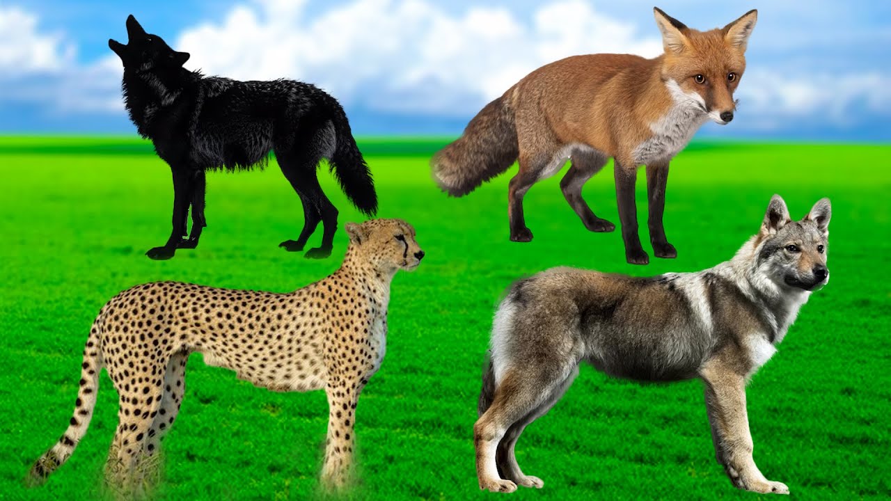 Animal Sounds Compilation: Sheep, Cat, Dog, Duck, Elephant, Horse, Tiger, Rabbit – Animal Discovery