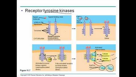 Cell communication 2