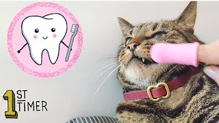 Does Finger Toothbrush Work On Cats❓🪥 by Samo Tries Cat Stuff 346 views 5 months ago 52 seconds