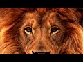 Lion  epic inspirational music by bdproductions