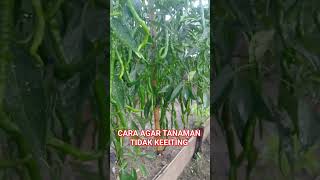 https://vt.tokopedia.com/t/ZS9NAakSUxNcW-WPIOw/ #petaniindonesia #pertanian #petani #petanicabe