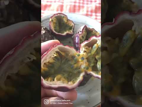 Seçtiğimiz özel Passifloralarımızdan tohumlar alındı.🙏
