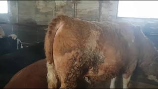 видео: Быки на откорме, февраль месяц | Сколько раз кормим дроблёнкой в день? картинка: Быки на откорме, февраль месяц | Сколько раз кормим дроблёнкой в день?