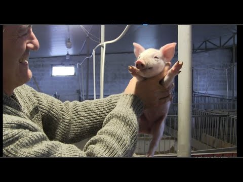 ღორების ფერმა მისაქციელში....მოსე სტუმრად ღორების ფერმაში